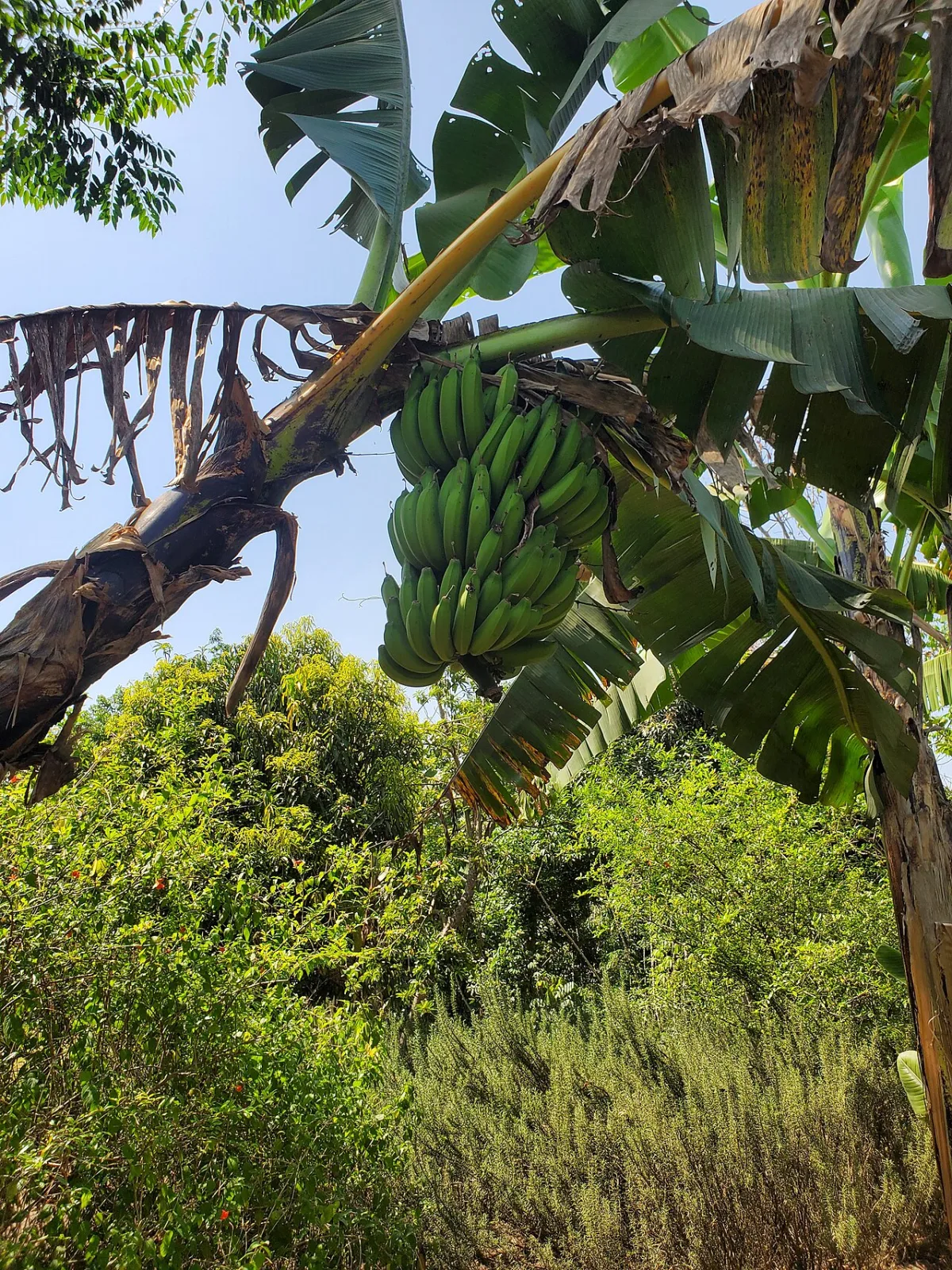 Een tros nog groene bananen die aan de bananenplant hangt op een plantage.
