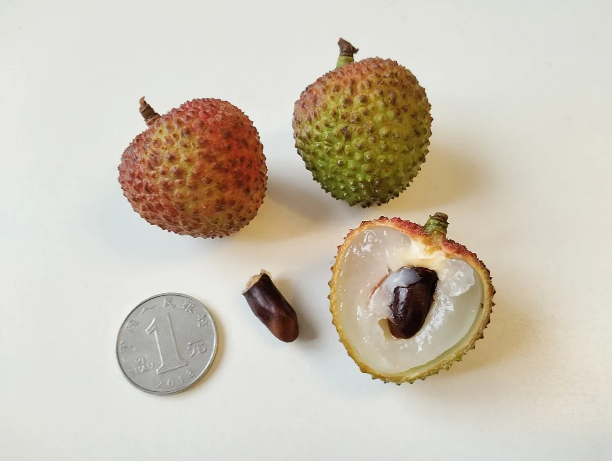 Lychee: herkomst, seizoen en hoe u hem opent en eet